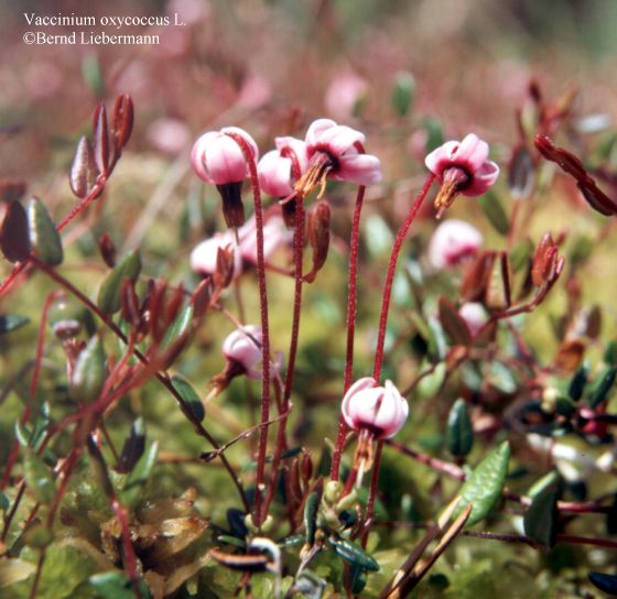 Dominant Plants in Temperate Wetlands What plants are naturally dominant in Temperate Wetlands?